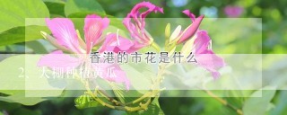 大棚种植黄瓜