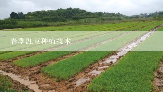 春季豇豆种植技术