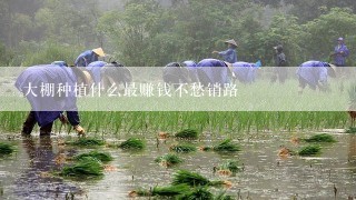 大棚种植什么最赚钱不愁销路