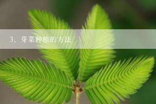 芽菜种植的方法