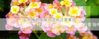 冬季暖棚里种芹菜，都有哪些管理的要领呢？