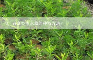 致富经浅水藕的种植方法