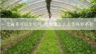 芝麻菜可以生吃吗 芝麻菜怎么去苦味好不好