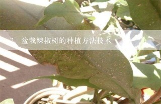 盆栽辣椒树的种植方法技术
