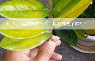 甜瓜栽培种植技术，你有哪些了解呢？