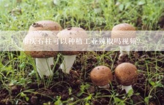 重庆石柱可以种植工业辣椒吗视频？