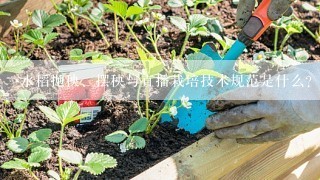 水稻抛秧、摆秧与直播栽培技术规范是什么？