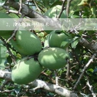 浅水莲藕种植技术