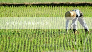 室内芽苗菜种植新技术