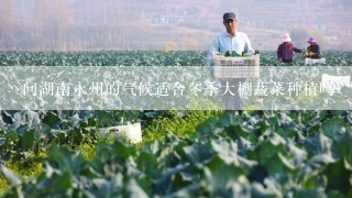 问湖南永州的气候适合冬季大棚蔬菜种植吗