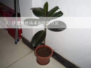 洋葱种植技术和管理方法