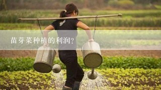 苗芽菜种植的利润？