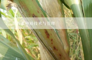 吊西瓜种植技术与管理