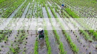 广东冬天能种哪些菜和草花
