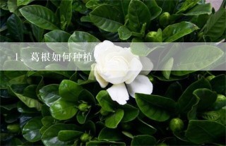 葛根如何种植？