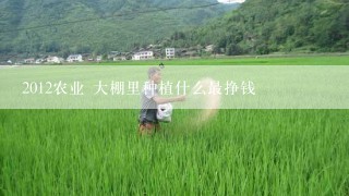 2012农业 大棚里种植什么最挣钱