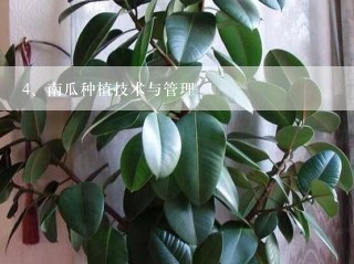 南瓜种植技术与管理