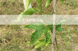 什么蔬菜可以做沙拉