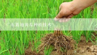 广东露地黄瓜种植技术？