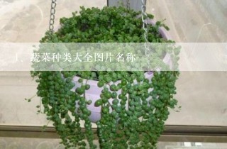 蔬菜种类大全图片名称