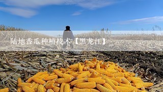 陆地香瓜种植技术【黑龙江】