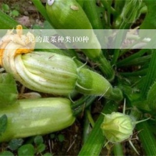 常见的蔬菜种类100种