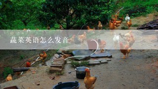 蔬菜英语怎么发音