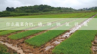 什么蔬菜含钙、磷、钾、钠、氯、镁、硫