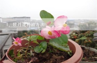 牡丹花种植方法