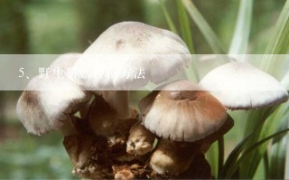 野生蘑菇种植方法