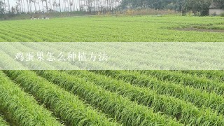 鸡蛋果怎么种植方法