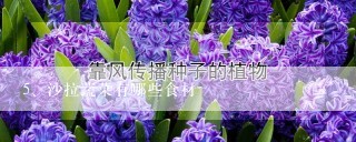 沙拉蔬菜有哪些食材