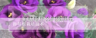 折耳根栽培技术