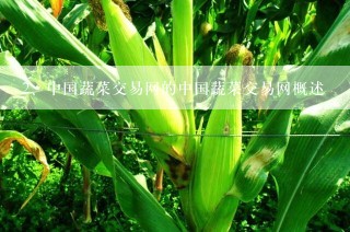 中国蔬菜交易网的中国蔬菜交易网概述