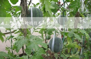 葫芦瓜种植技术和管理