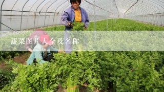 蔬菜图片大全及名称