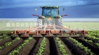 露天芸豆怎么种植技术