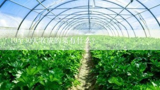 10至30天收成的菜有什么？