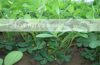 小白菜种植方法和时间