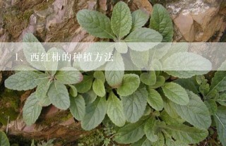 西红柿的种植方法