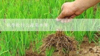 秋季收什么蔬菜水果