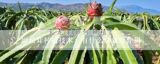 姬松茸种植技术，有什么功效及作用