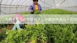 大棚平菇高产种植技术，平菇如何栽培可获高产？