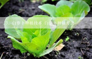 白萝卜种植技术 白萝卜种植方法