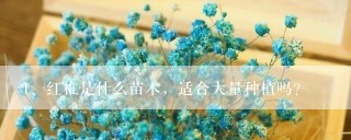 红椎是什么苗木，适合大量种植吗？