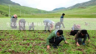生姜露地栽培种植技术？