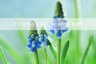 芹菜春季高效栽培，关键技术有哪些？