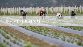 露天大白菜种植视频