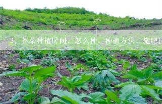 芥菜种植时间，怎么种，种植方法，施肥技术，病虫害