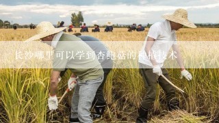 长沙哪里可以学到杏鲍菇的种植技术